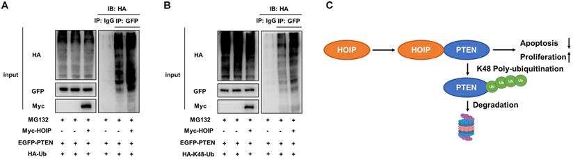 J Cancer Image