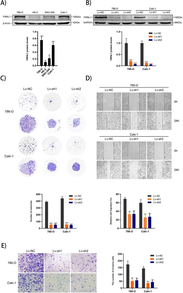 J Cancer Image