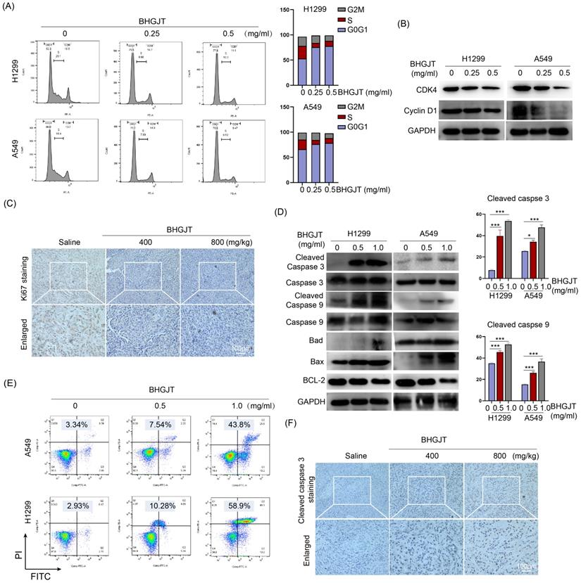 J Cancer Image