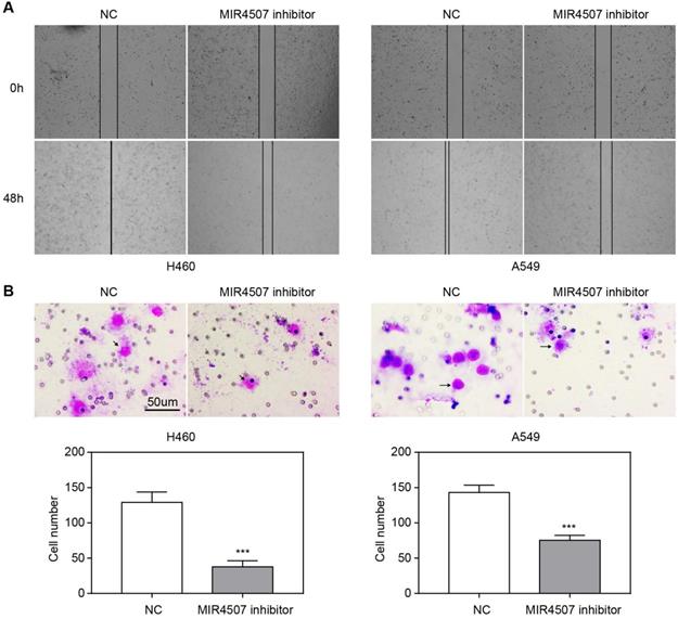 J Cancer Image