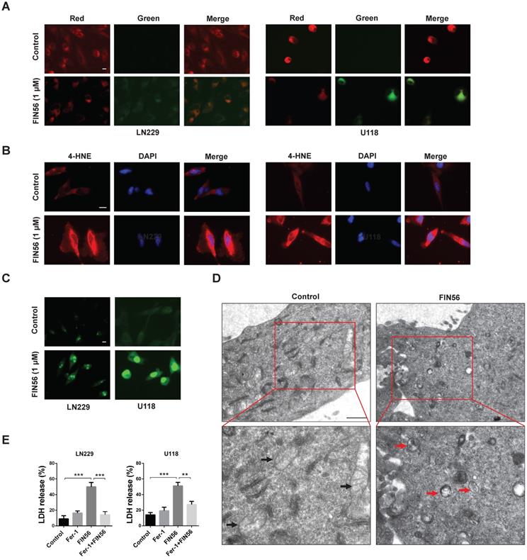 J Cancer Image