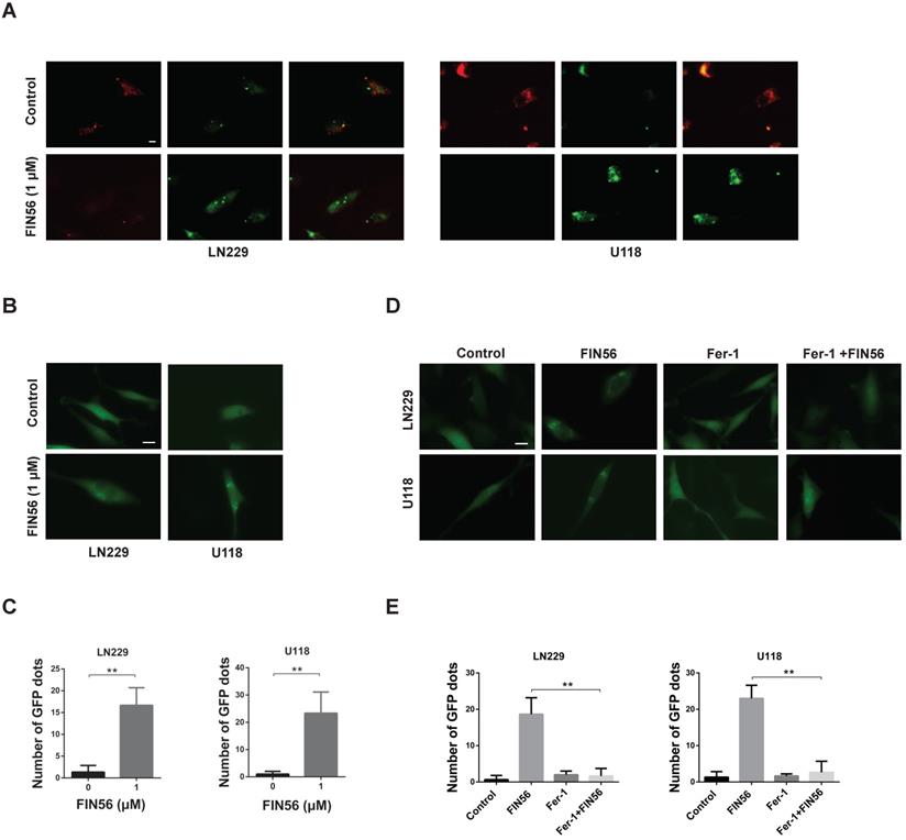 J Cancer Image