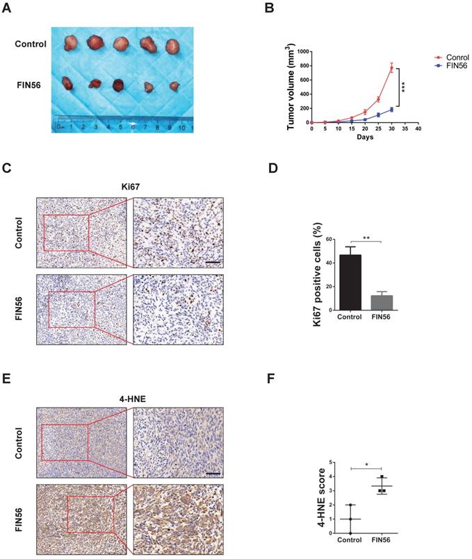 J Cancer Image