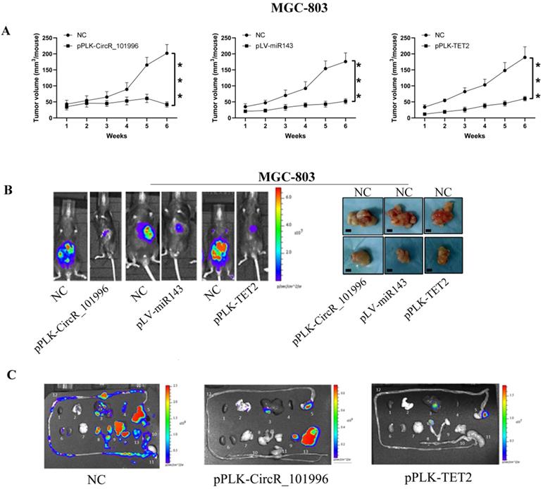 J Cancer Image