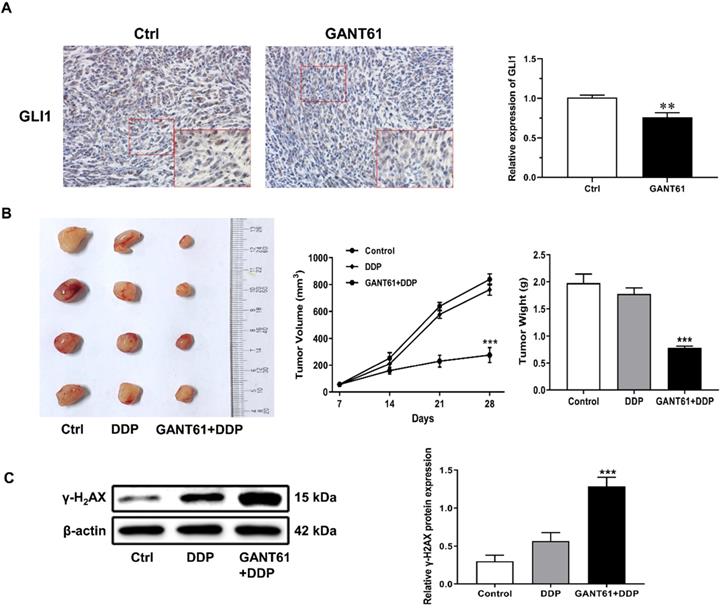 J Cancer Image