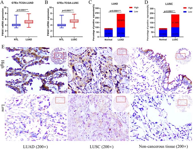 J Cancer Image