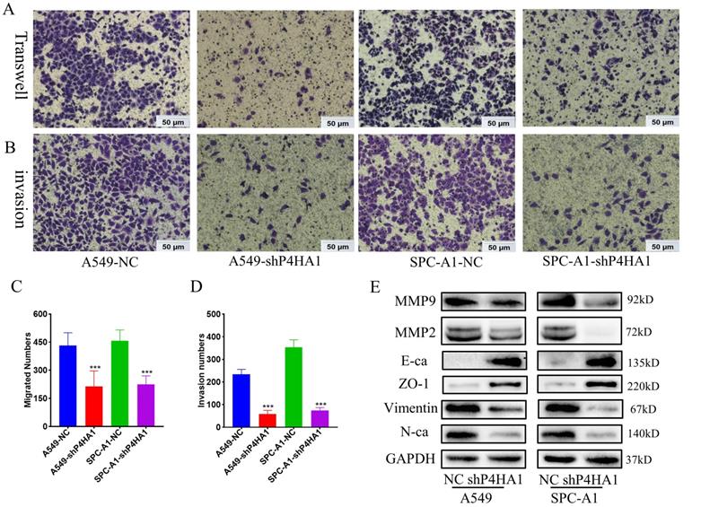 J Cancer Image