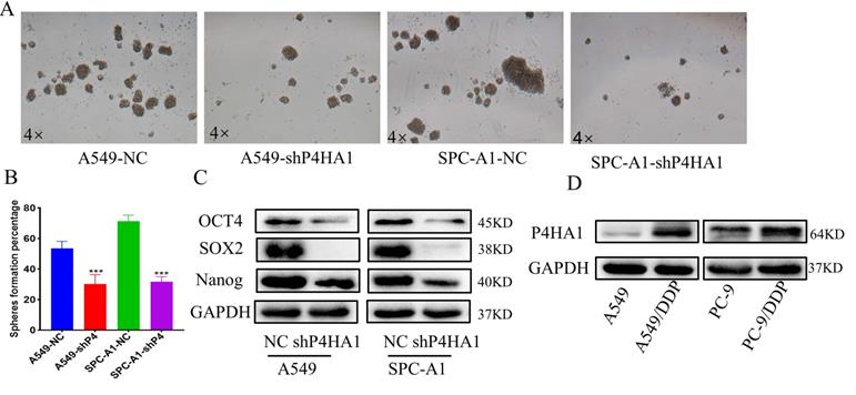 J Cancer Image