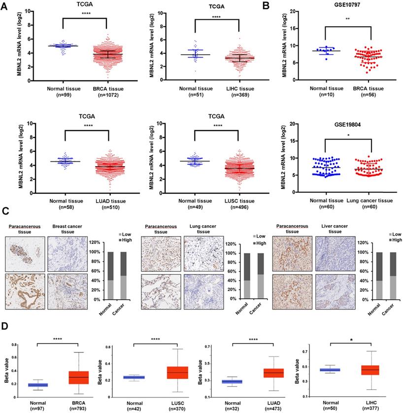 J Cancer Image