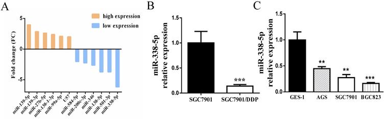 J Cancer Image