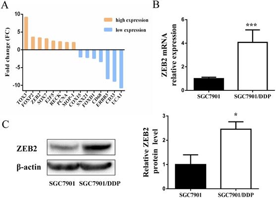 J Cancer Image