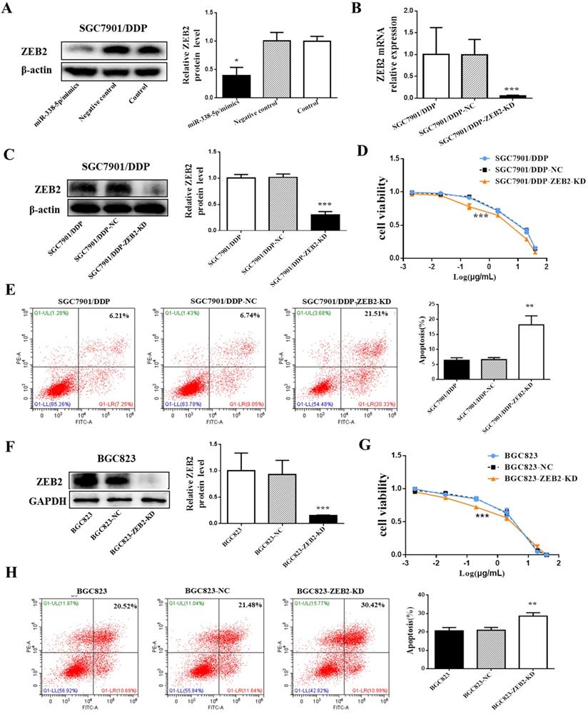 J Cancer Image