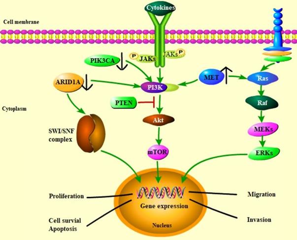 J Cancer Image