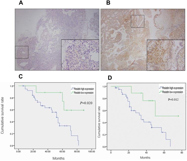 J Cancer Image