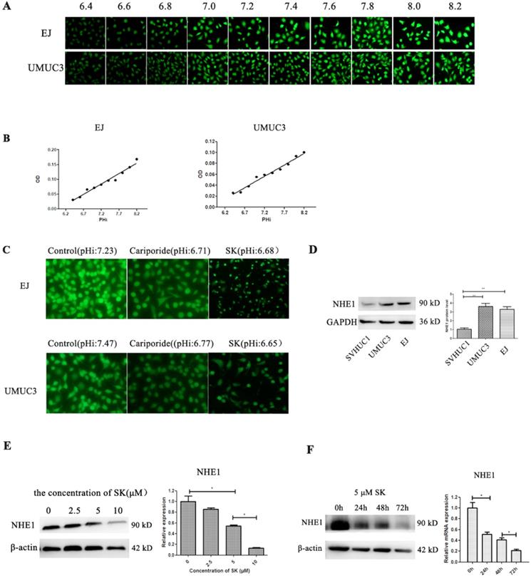 J Cancer Image