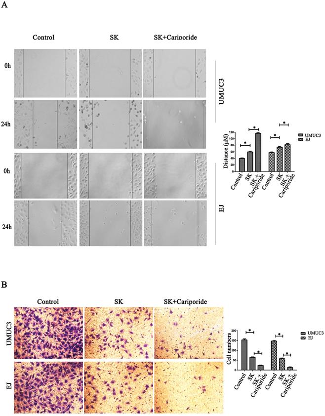 J Cancer Image