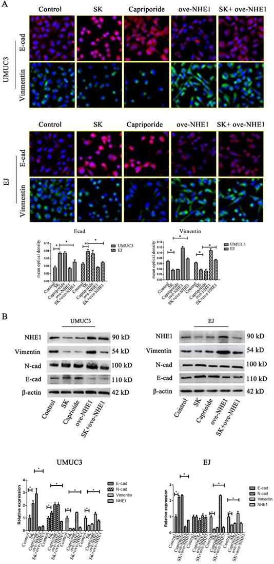 J Cancer Image