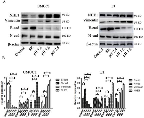 J Cancer Image