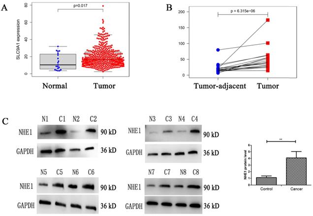 J Cancer Image