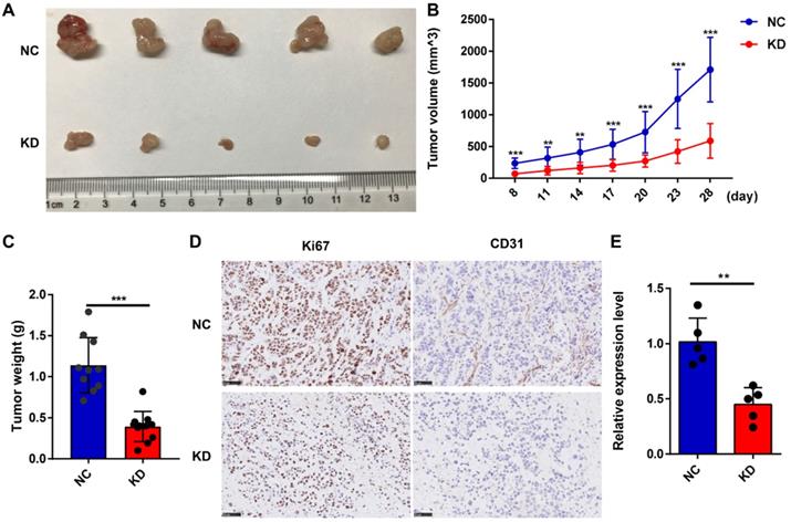 J Cancer Image