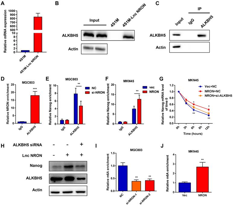 J Cancer Image