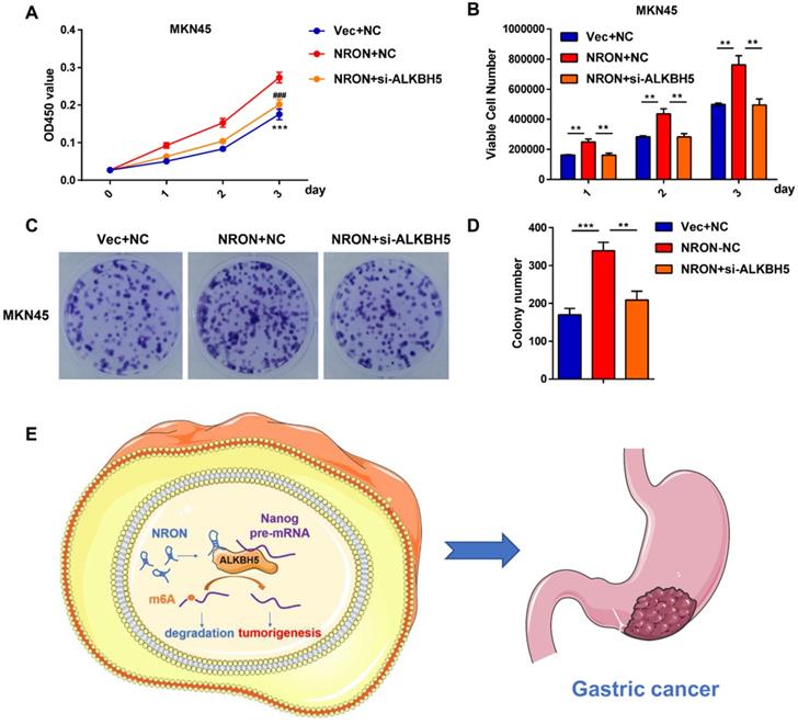 J Cancer Image