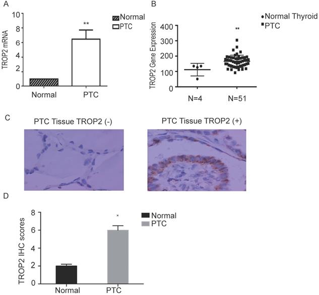 J Cancer Image