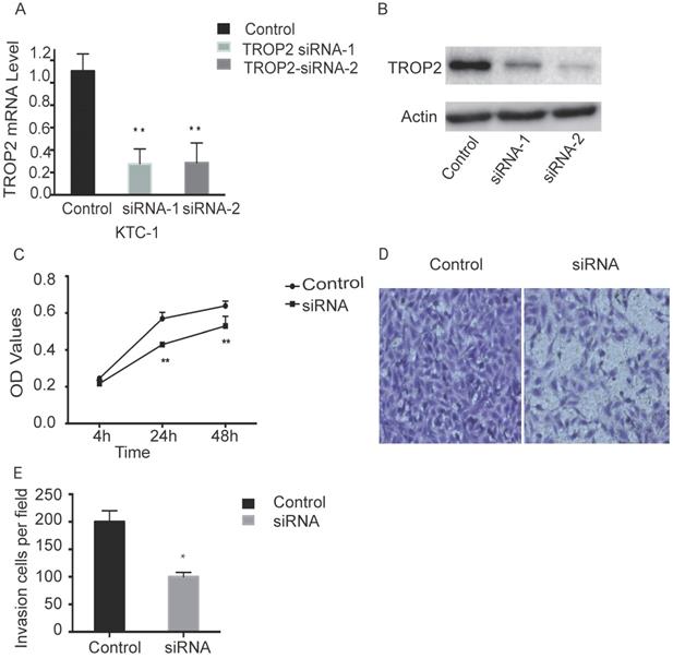 J Cancer Image