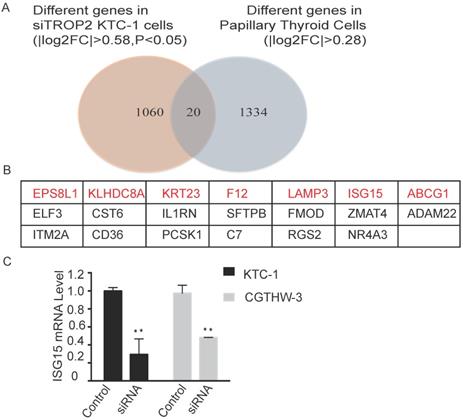 J Cancer Image