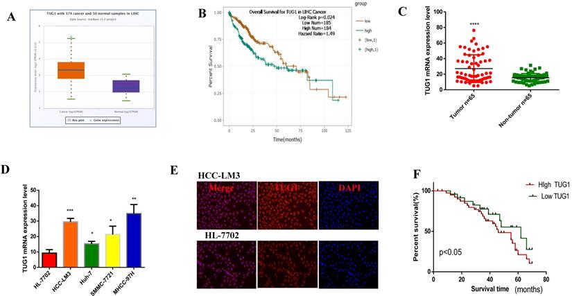 J Cancer Image