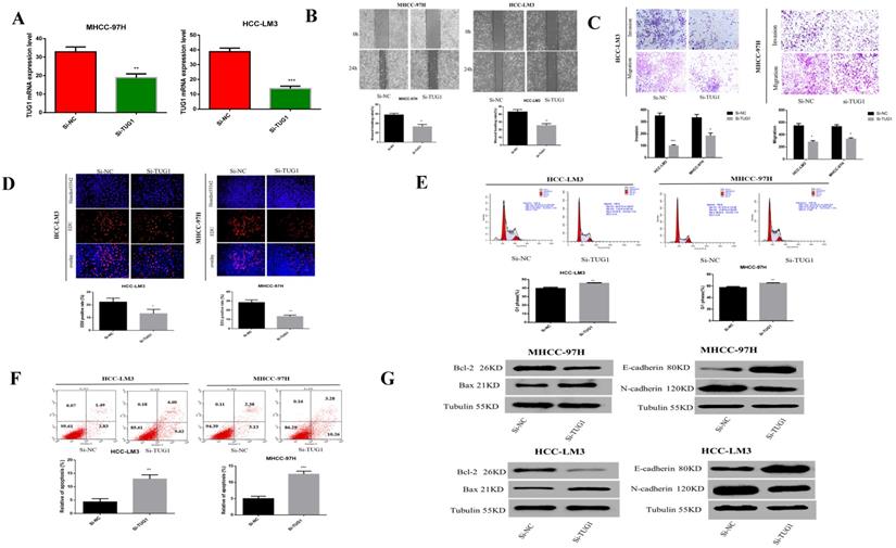 J Cancer Image