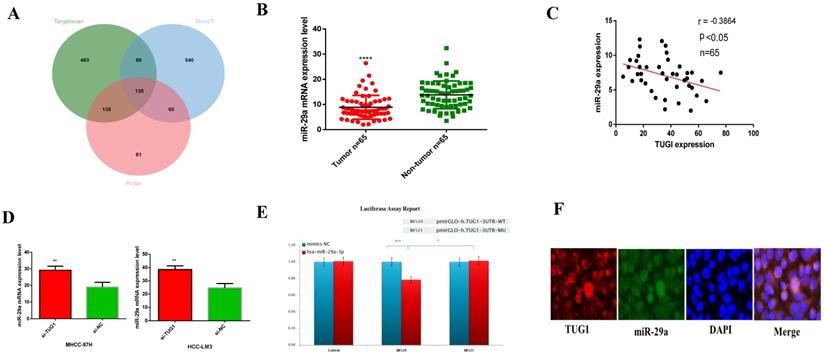 J Cancer Image