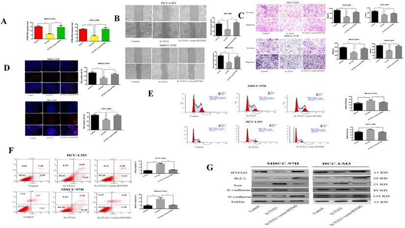 J Cancer Image