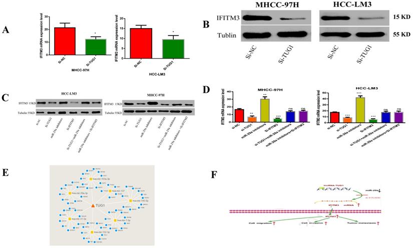 J Cancer Image