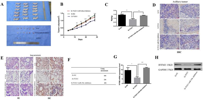 J Cancer Image