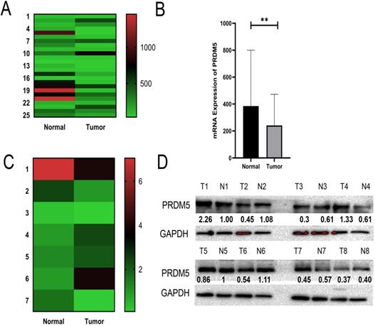 J Cancer Image