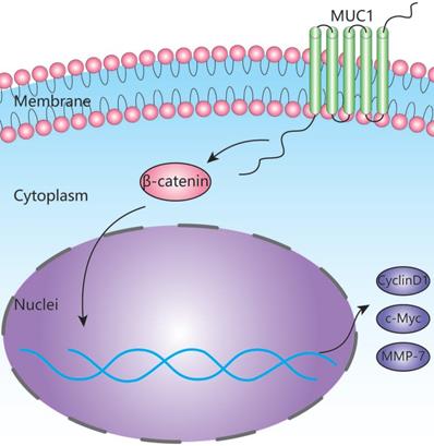 J Cancer Image