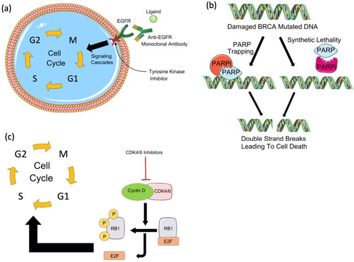 J Cancer Image