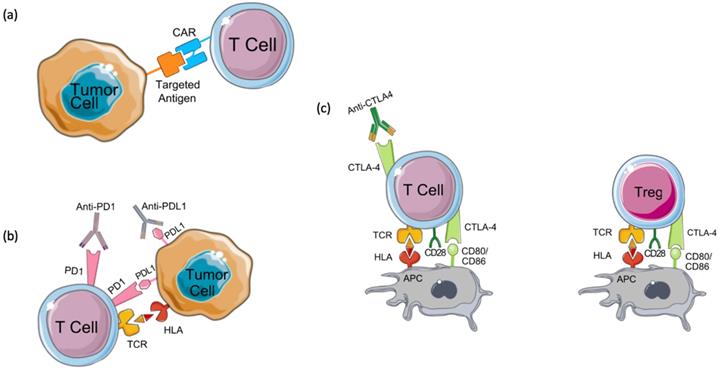 J Cancer Image