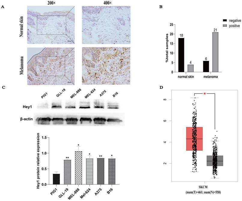 J Cancer Image