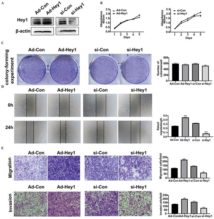 J Cancer Image