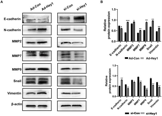 J Cancer Image