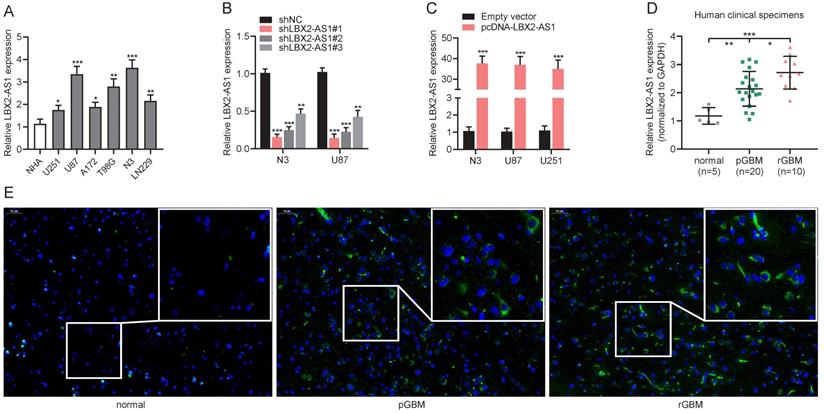 J Cancer Image