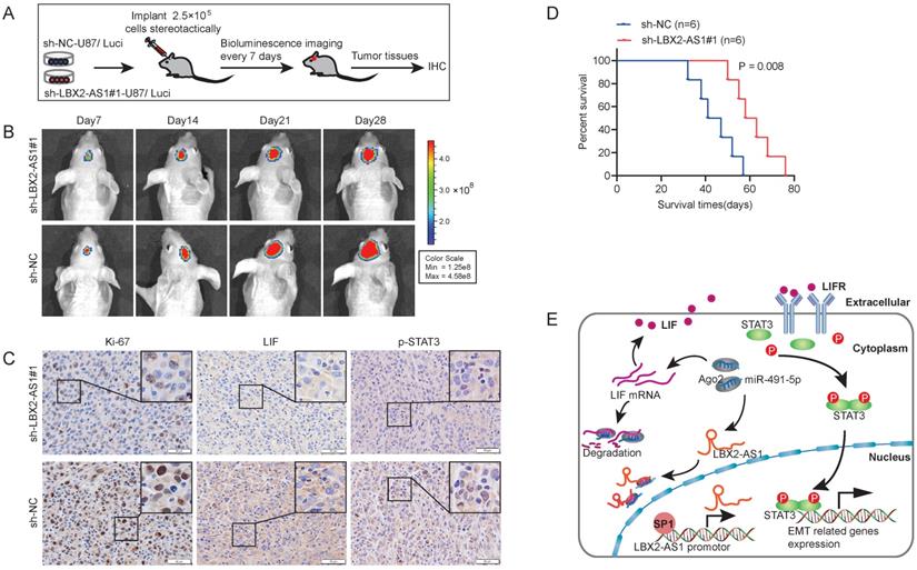 J Cancer Image