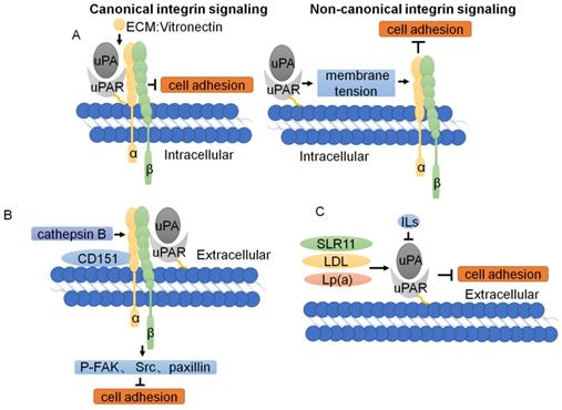 J Cancer Image