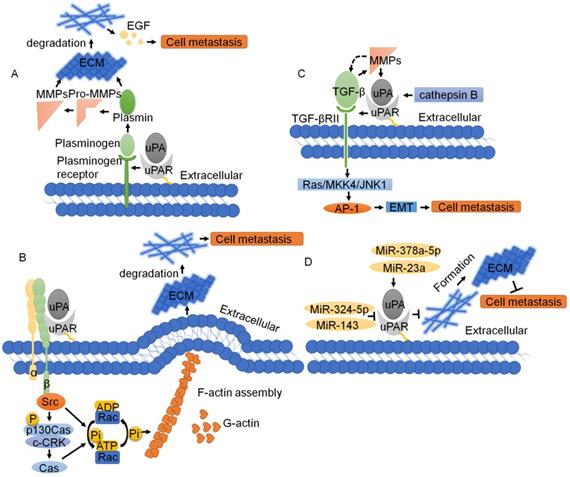 J Cancer Image