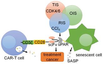 J Cancer Image