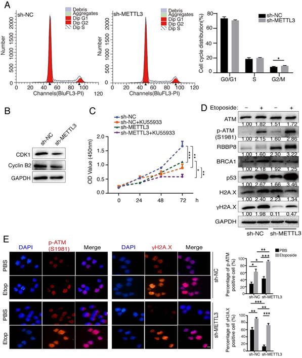 J Cancer Image