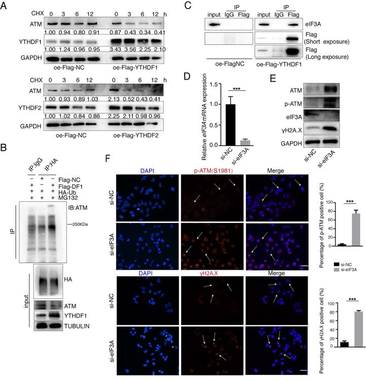 J Cancer Image