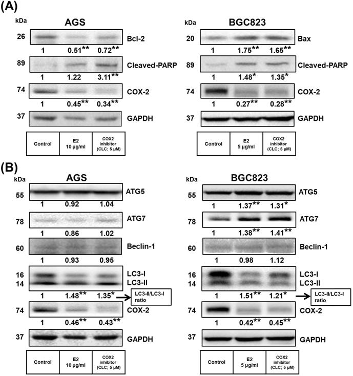 J Cancer Image